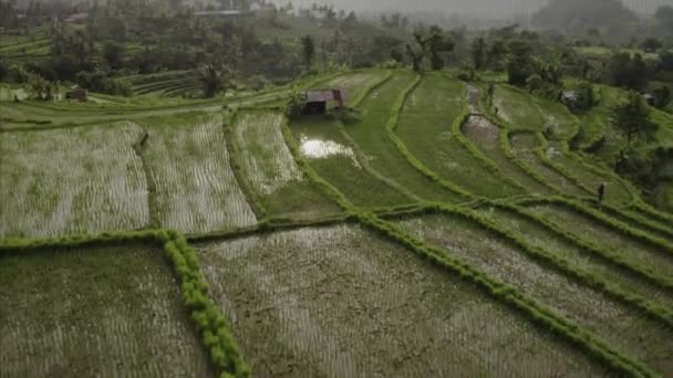 Luchtfoto video in verbazingwekkende landschap met drone boven de rijstvelden op Bali — Stockvideo