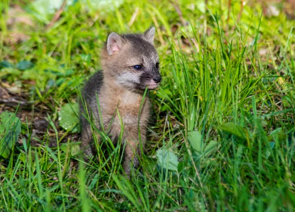 Μωρό Wolf Cub Περιβάλλεται Πράσινο Γρασίδι — Φωτογραφία Αρχείου