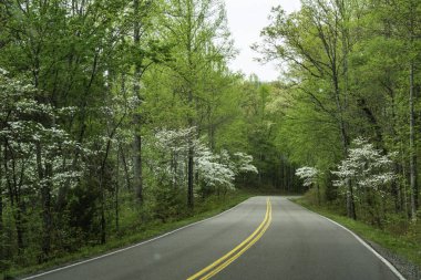 Mountain road traveling through blooming Dogwood Trees in spring. clipart