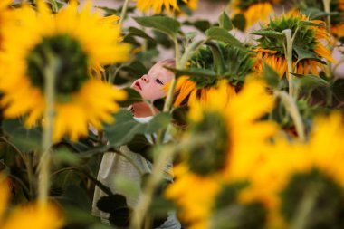 Küçük çocuk günbatımında ayçiçeği tarlasında oynuyor. Bebek yüz ayçiçeği arasında