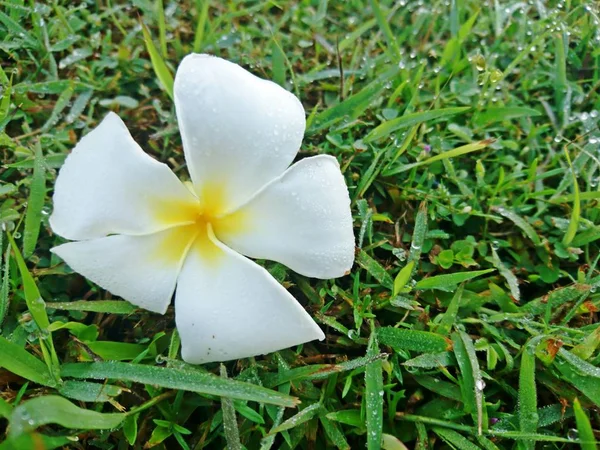 Beyaz Frangipani çiçek (veya Plumeria, tapınak ağaç, mezarlık ağacı) ile çiğ yeşil çimlerin üzerine düşmek 