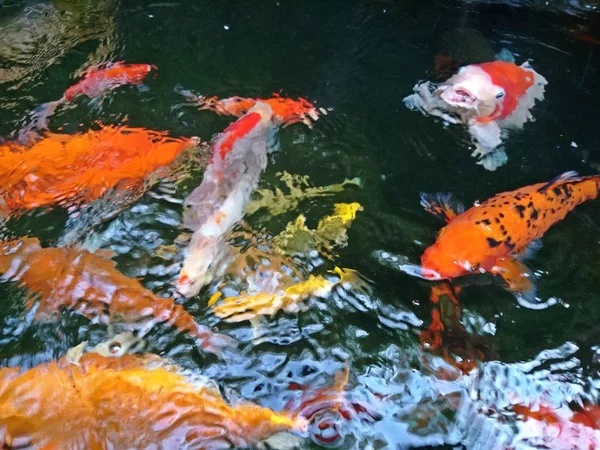 Many Colorful of fancy carp fish swimming in a fish pond