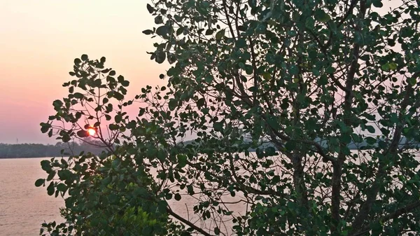 Ağaçlar ve turuncu gökyüzü ile beatiful gün batımı