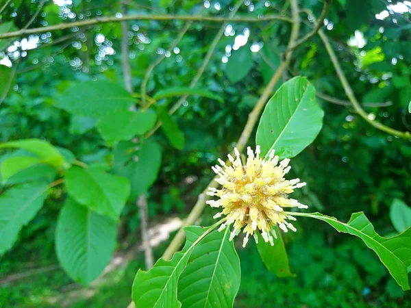Korth Cottage Yaprakları (Kratom) doğada büyüyen bağımlılık ve Tayland tıbbi