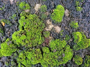 Yere yeşil yosun çubukları yakın