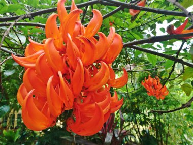 Mucuna bennettii F. Muell, ormandaki portakal çiçeği.