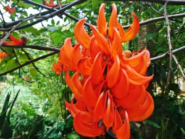 Mucuna bennettii F. Muell, ormandaki portakal çiçeği.