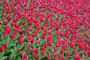 Lale Çiçek bahçesinde.