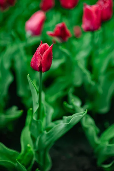 Tulips in the flower garden.