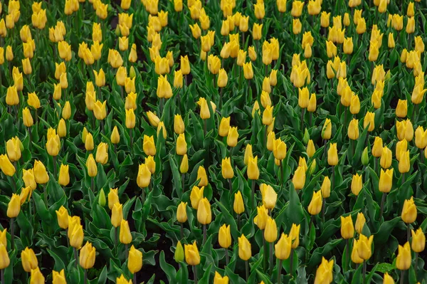 Tulipes dans le jardin de fleurs . — Photo