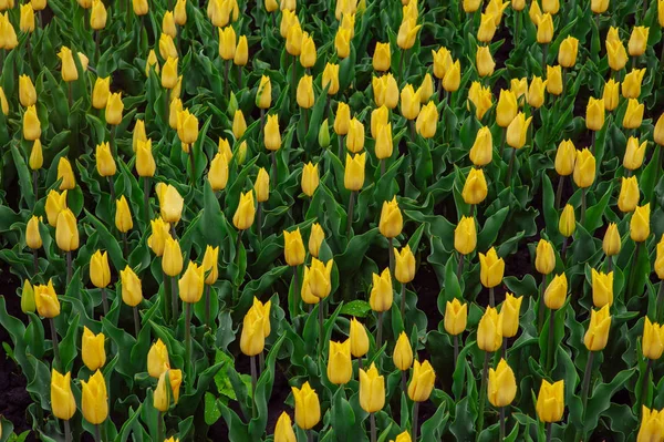 Tulipes dans le jardin de fleurs . — Photo