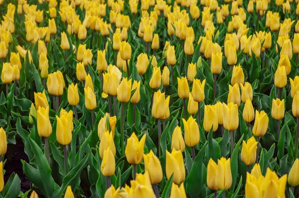 Tulipes dans le jardin de fleurs . — Photo