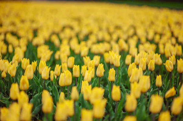 Tulipanes en el jardín de flores . — Foto de Stock