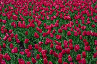 Lale Çiçek bahçesinde.