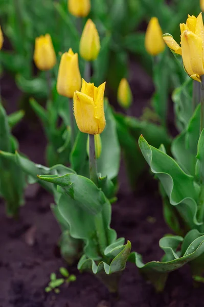 Tulips in the flower garden.