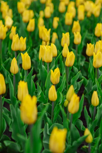 Tulipany w pełnym kwiatów ogrodzie. — Zdjęcie stockowe