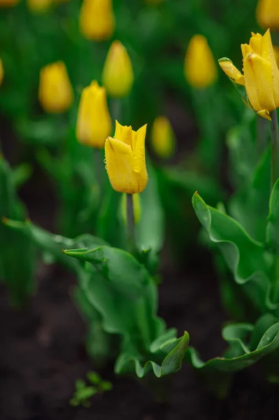 Tulips in the flower garden.