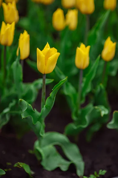 Tulips in the flower garden.