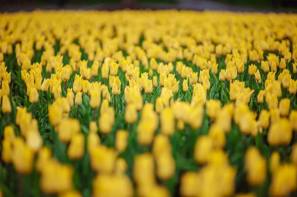 Tulipes dans le jardin de fleurs . — Photo