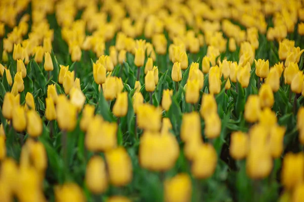 Tulipes dans le jardin de fleurs . — Photo