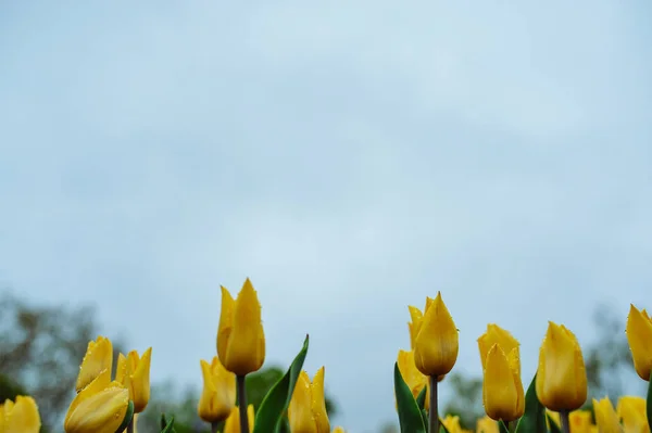 Tulips in the flower garden. — Stock Photo, Image