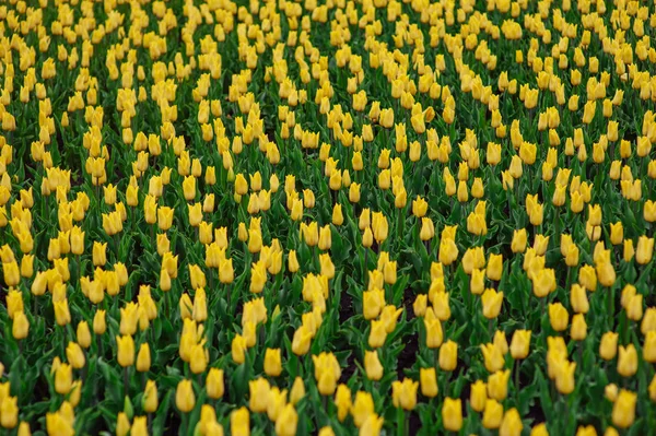 Tulipes dans le jardin de fleurs . — Photo