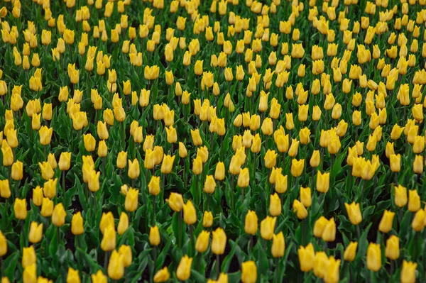 Tulipes dans le jardin de fleurs . — Photo