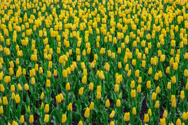 Tulips in the flower garden. — Stock Photo, Image