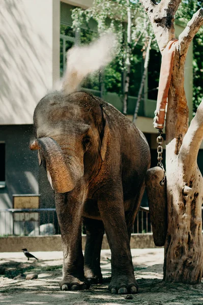 Éléphants Zoo Berlin — Photo