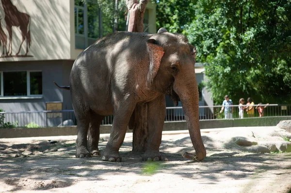 Éléphants Zoo Berlin — Photo