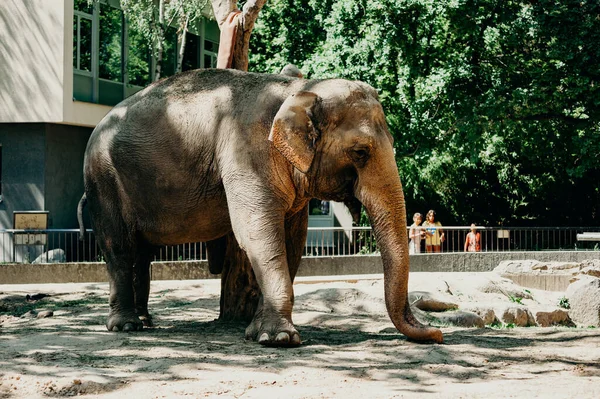 Éléphants Zoo Berlin — Photo