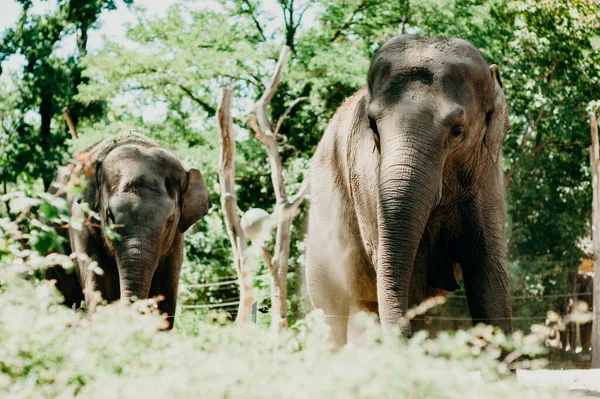 Éléphants Zoo Berlin — Photo