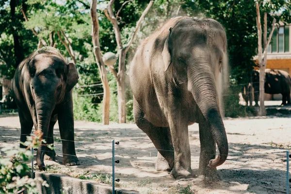 Éléphants Zoo Berlin — Photo