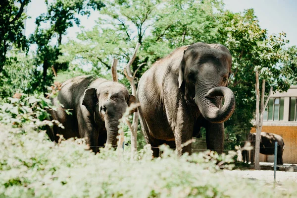 Éléphants Zoo Berlin — Photo