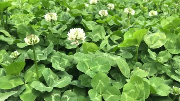 Clover Meadow Green Lives Clovers Foliage Spring Ecology Environmental — Stock Video