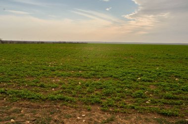 Gün batımı bulutlu gökyüzü ve yeşil çayırlar.
