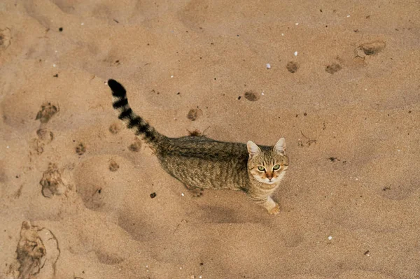 Кота Пляже Моря — стоковое фото