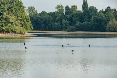 Doğal ortamda yabani kazların uçuşu.