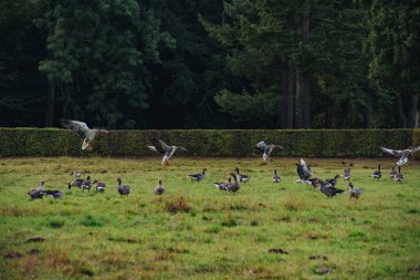 Doğal ortamda Yaban Kazları.