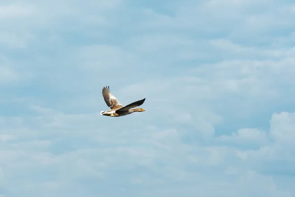 Vuelo Gansos Salvajes Entorno Natural — Foto de Stock