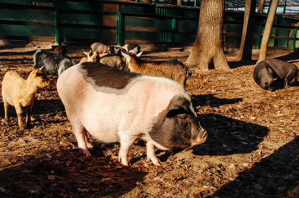Pigs outdoor on hay and straw at farm in the village waiting for food. Chinese New Year 2019. Zodiac Pig - yellow earth pig.