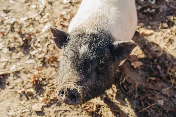 Portrait pig outdoor on hay and straw at farm in the village waiting for food. Chinese New Year 2019. Zodiac Pig - yellow earth pig.