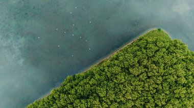 Bereketli yeşil bir ormanın havadan görünüşü gölün sakin mavi suyuyla buluşup yüzeyde yüzen kuşlarla doğal bir sınır oluşturur..
