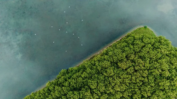 Bereketli yeşil bir ormanın havadan görünüşü gölün sakin mavi suyuyla buluşup yüzeyde yüzen kuşlarla doğal bir sınır oluşturur..