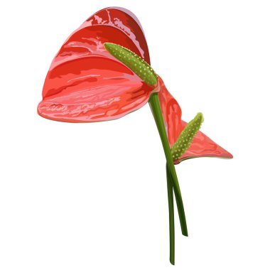 Vektör gerçekçi egzotik çiçek. Anthurium yakın çekim. Yaz çiçek öğe.