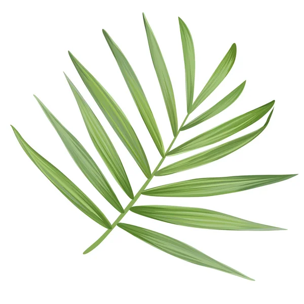 Vektor realistisches Palmblatt isoliert auf weißem Hintergrund. — Stockvektor