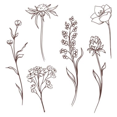 Vektör çiçek toplama. El çekilmiş set çiçek ve yaprakları. Çiçek açan kompozisyon.