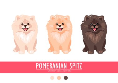 Pomeranian Spitz cream, orange and dark isolated on white background. Cute Poms puppies. Small German spitz. Little dogs. clipart