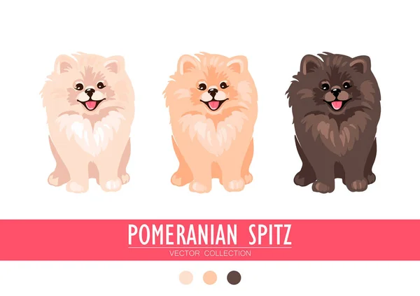 Creme Spitz da Pomerânia, laranja e escuro isolado sobre fundo branco. Filhotes de cachorro bonitos Poms. Um pequeno spitz alemão. Cachorros. —  Vetores de Stock