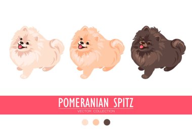 Pomeranya Spitz kremi, beyaz arka planda izole edilmiş turuncu ve koyu renk. Şirin Pom yavruları. Küçük Alman tükürüğü. Küçük köpekler..